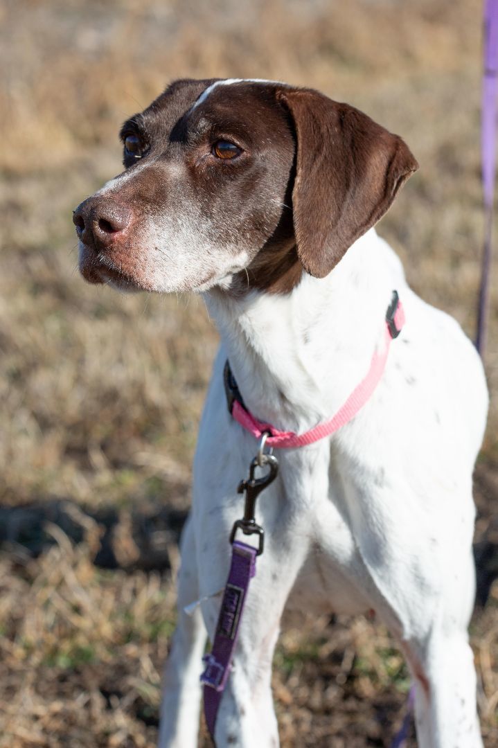 Vee, Adult Female German Shorthaired Pointer
