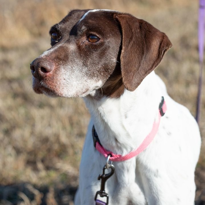 Enlarge Vee, an adopted German Shorthaired Pointer in Millville, UT image 2/6