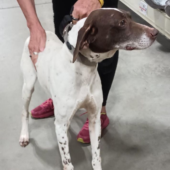Vee, a Adoptable German Shorthaired Pointer in Millville, UT image 3/12