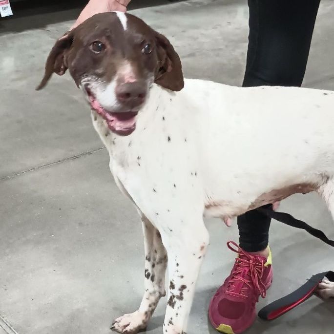 Vee, a Adoptable German Shorthaired Pointer in Millville, UT image 4/12