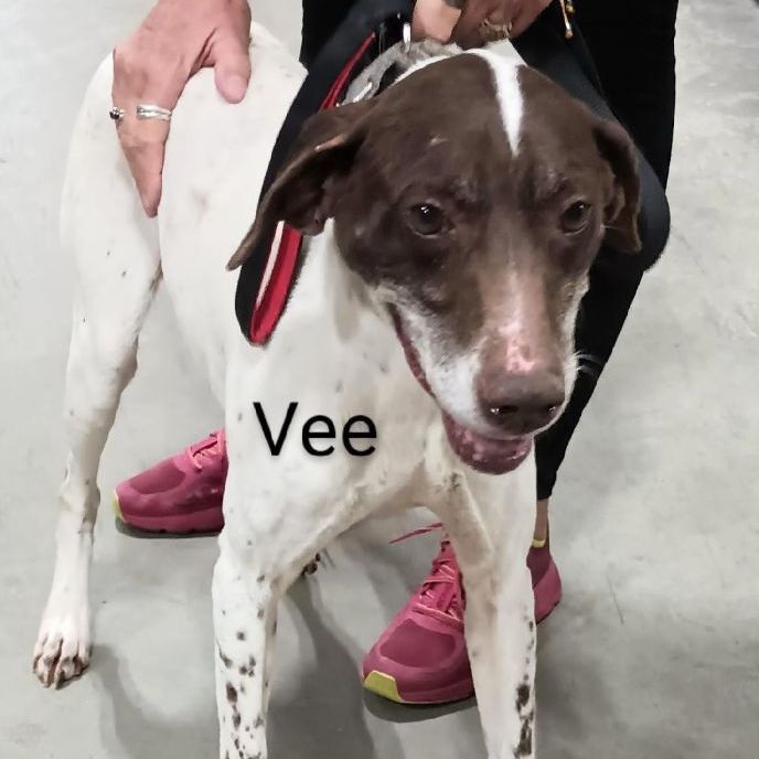 Vee photo 2