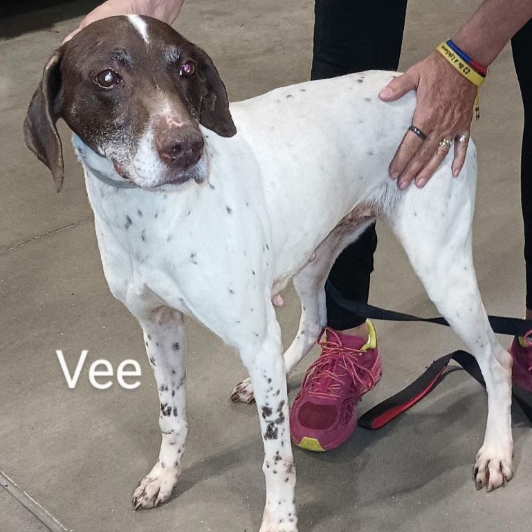Vee, a Adoptable German Shorthaired Pointer in Millville, UT image 6/12