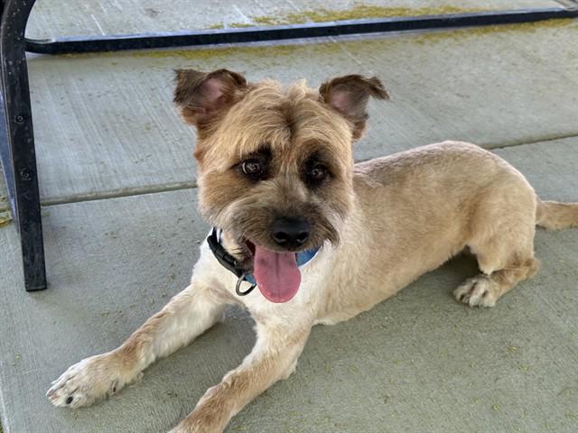 JASPER, Adoptable, Young Male Terrier.