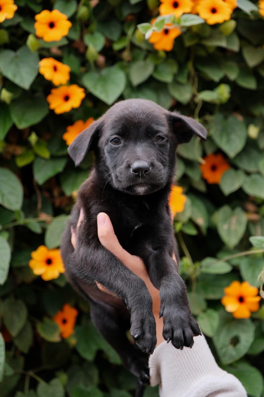 Enlarge Monterey Jack, a Adoptable mixed breed in San Diego, CA image 1/1