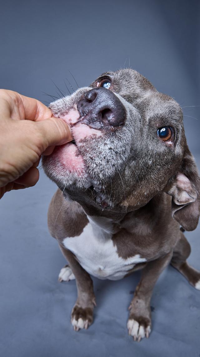 Enlarge Sara, a ADOPTABLE mixed breed in Burbank, CA image 4/6