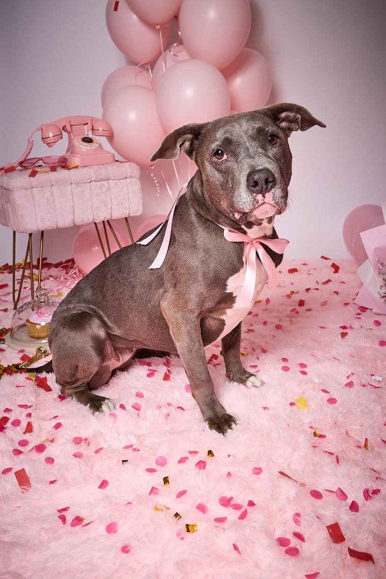 Sara, ADOPTABLE, Adult Female Pit Bull Terrier & American Staffordshire Terrier.