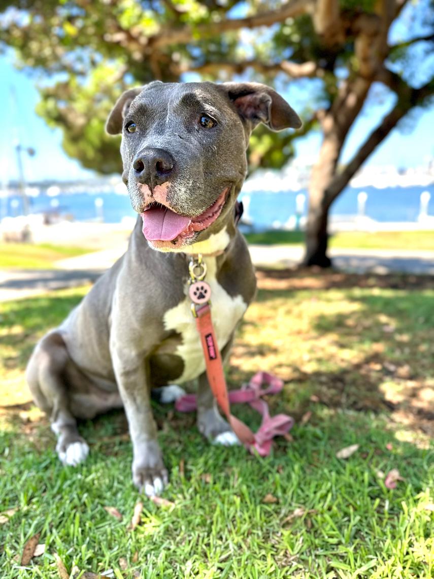 Enlarge Sara, a ADOPTABLE mixed breed in Burbank, CA image 5/6