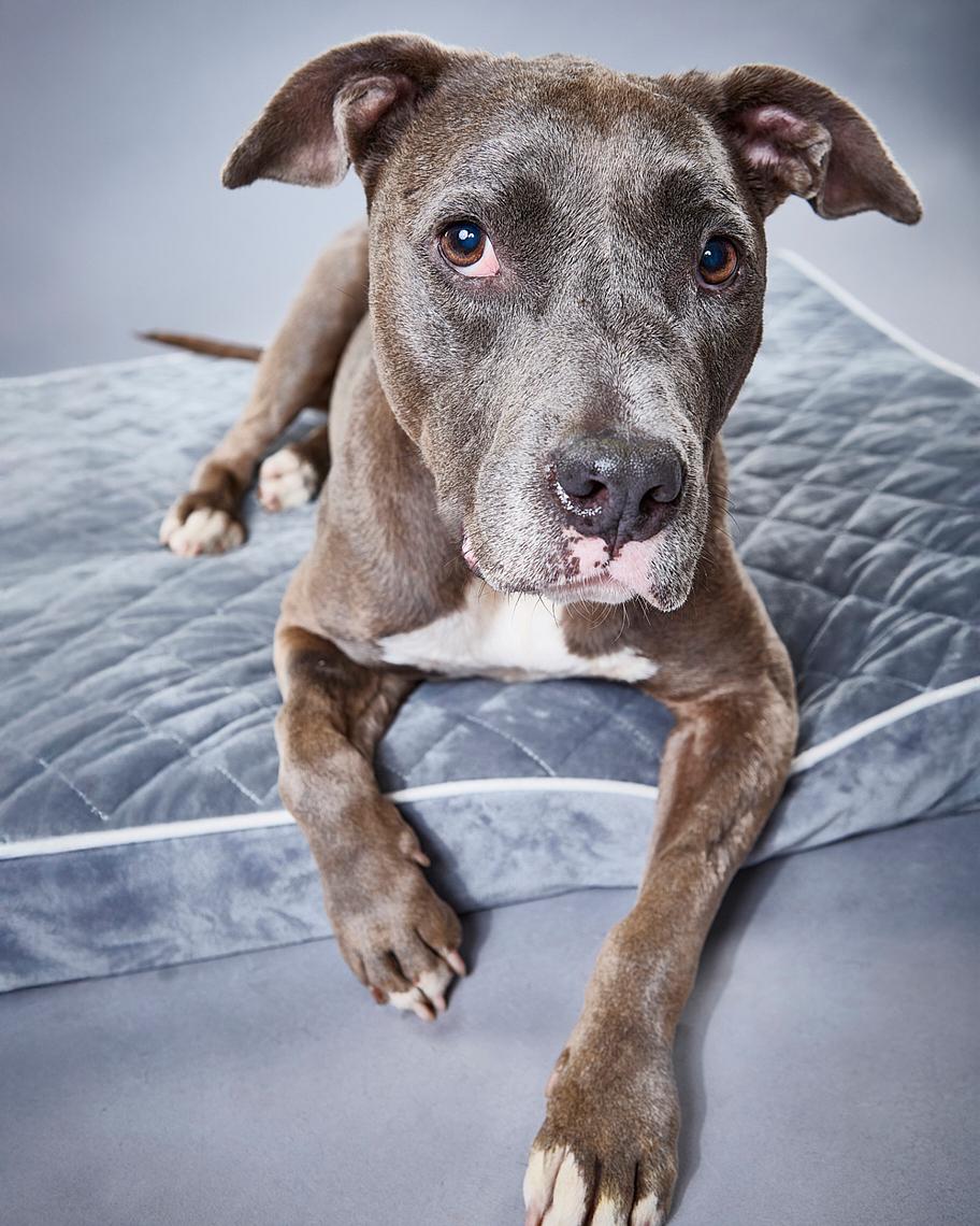 Enlarge Sara, a ADOPTABLE mixed breed in Burbank, CA image 3/6