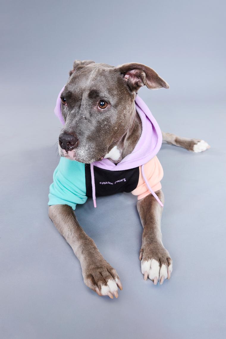 Enlarge Sara, a ADOPTABLE mixed breed in Burbank, CA image 2/6