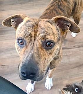 Enlarge SAVVY, a ADOPTABLE mixed breed in fort worth, TX image 2/3