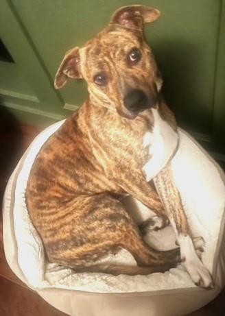 Enlarge SAVVY, a ADOPTABLE mixed breed in fort worth, TX image 3/3