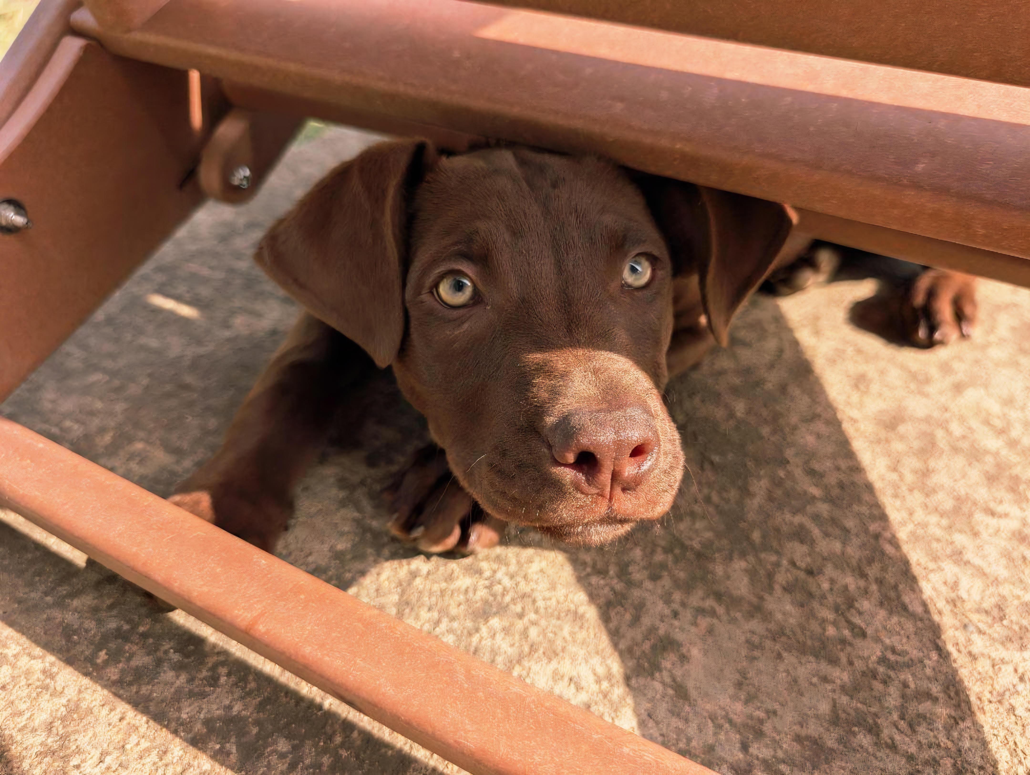 Enlarge Chopper, a ADOPTABLE mixed breed in Lewisville, IN image 2/4