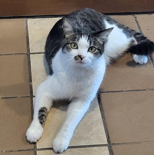 Kuku, Adoptable, Adult Male Domestic Short Hair.