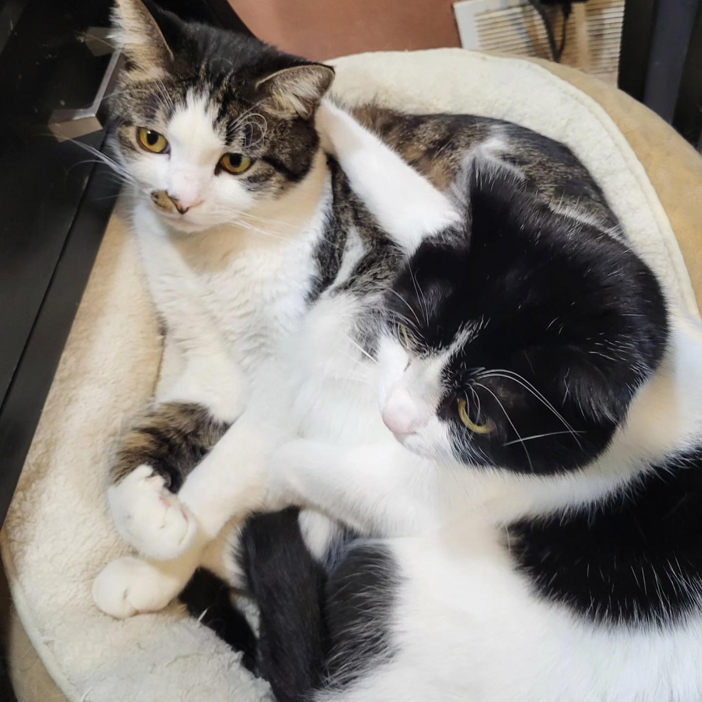 Enlarge Kuku, a Adoptable Domestic Short Hair in Chicago, IL image 5/6