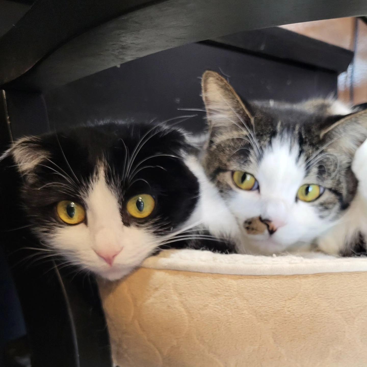 Enlarge Kuku, a Adoptable Domestic Short Hair in Chicago, IL image 6/6