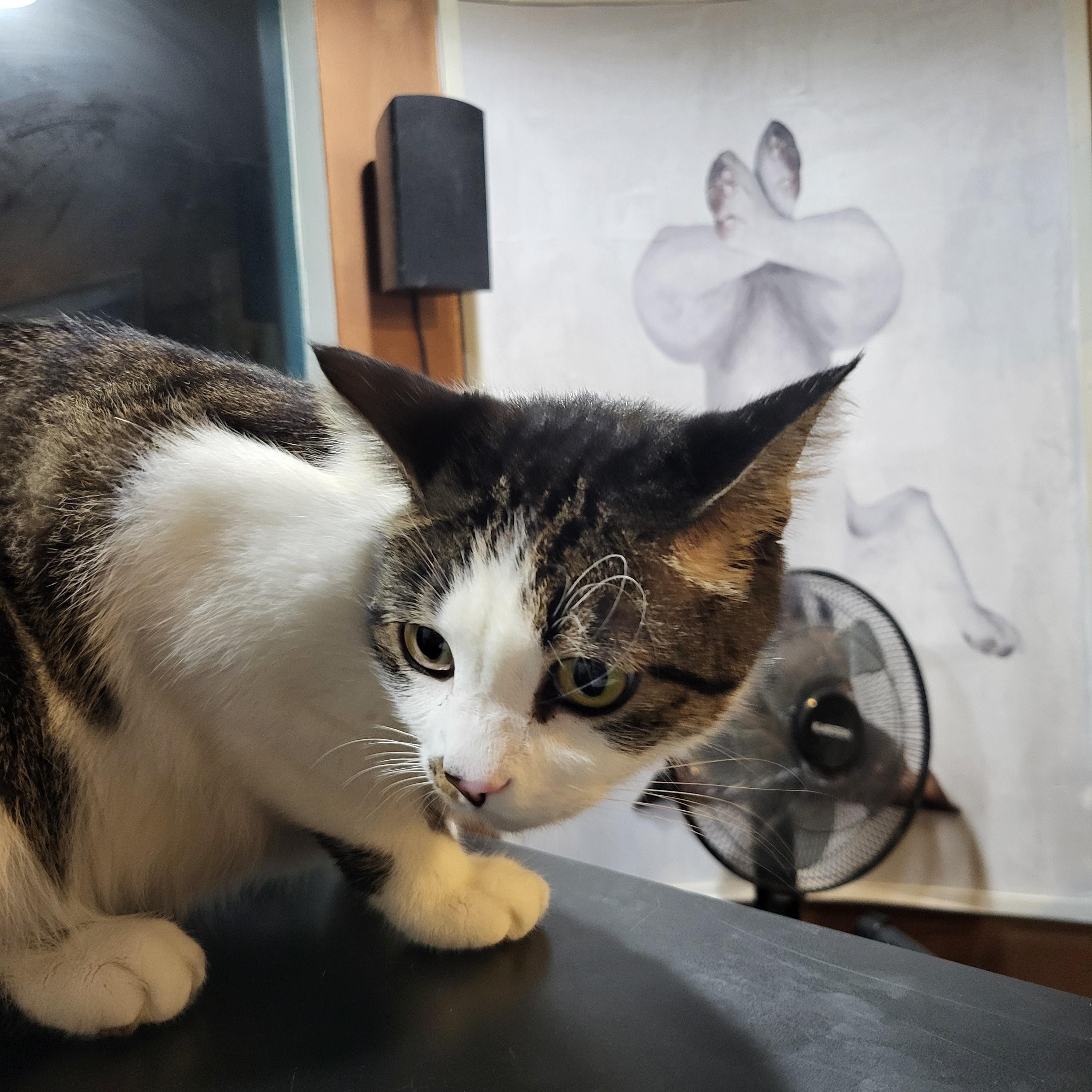 Enlarge Kuku, a Adoptable Domestic Short Hair in Chicago, IL image 4/6