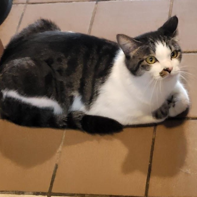 Enlarge Kuku, a Adoptable Domestic Short Hair in Chicago, IL image 2/6