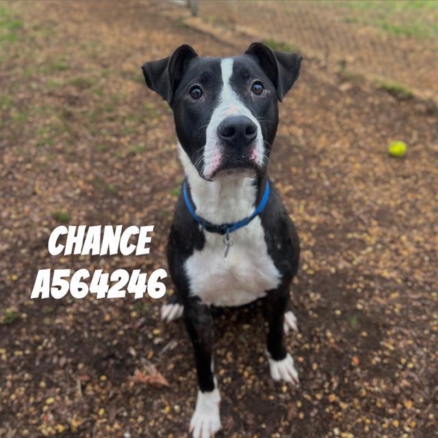 CHANCE, Adoptable, Young Male Pit Bull Terrier.