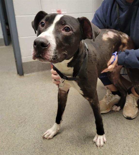 Enlarge CHANCE, a Adoptable Pit Bull Terrier in Huntsville, AL image 1/1