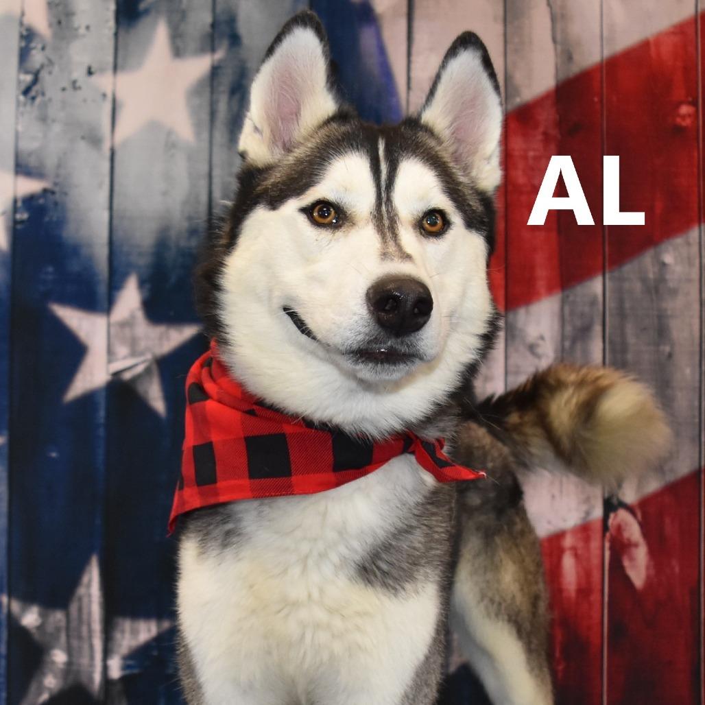 Al, Adoptable, Adult Male Husky & Siberian Husky.