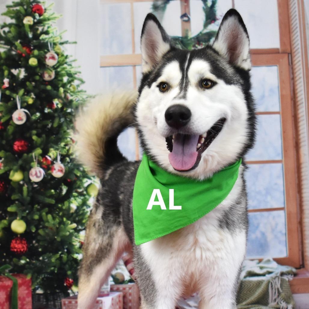 Al, a Adoptable mixed breed image 2/6