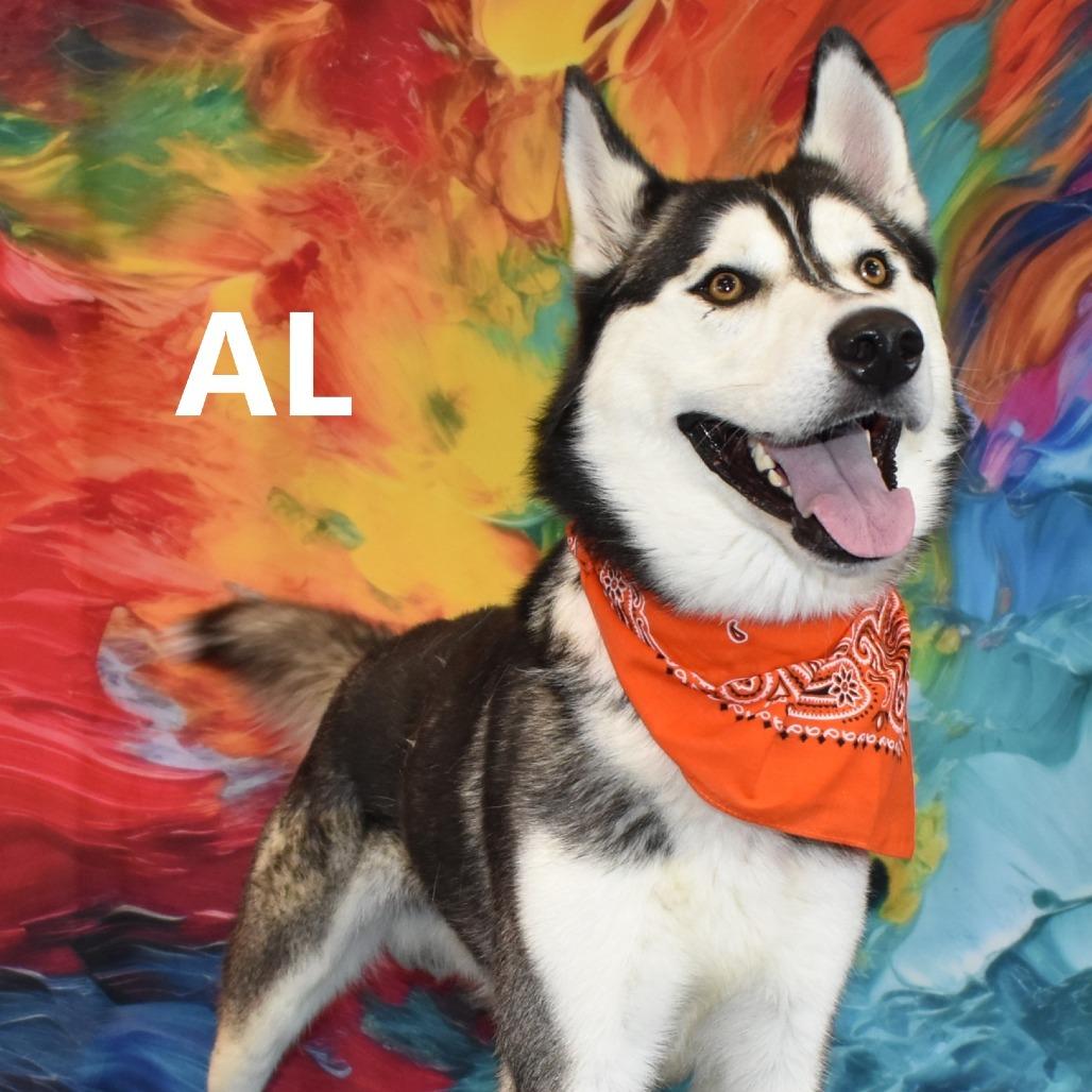 Al, a Adoptable mixed breed image 3/6