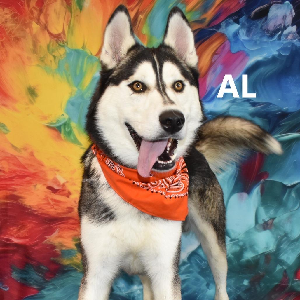 Al, a Adoptable mixed breed image 4/6