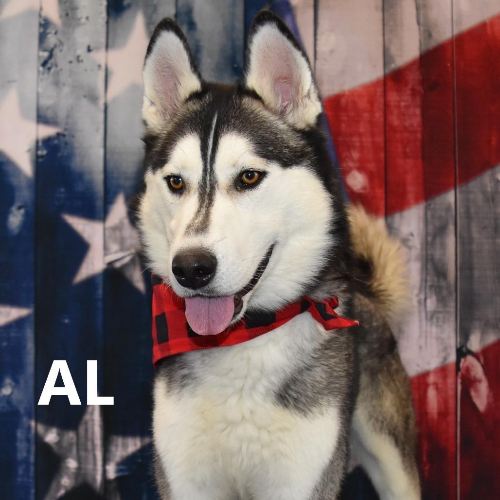 Al, a Adoptable mixed breed image 5/6