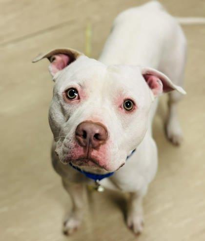 Pingu — thumbnail 2