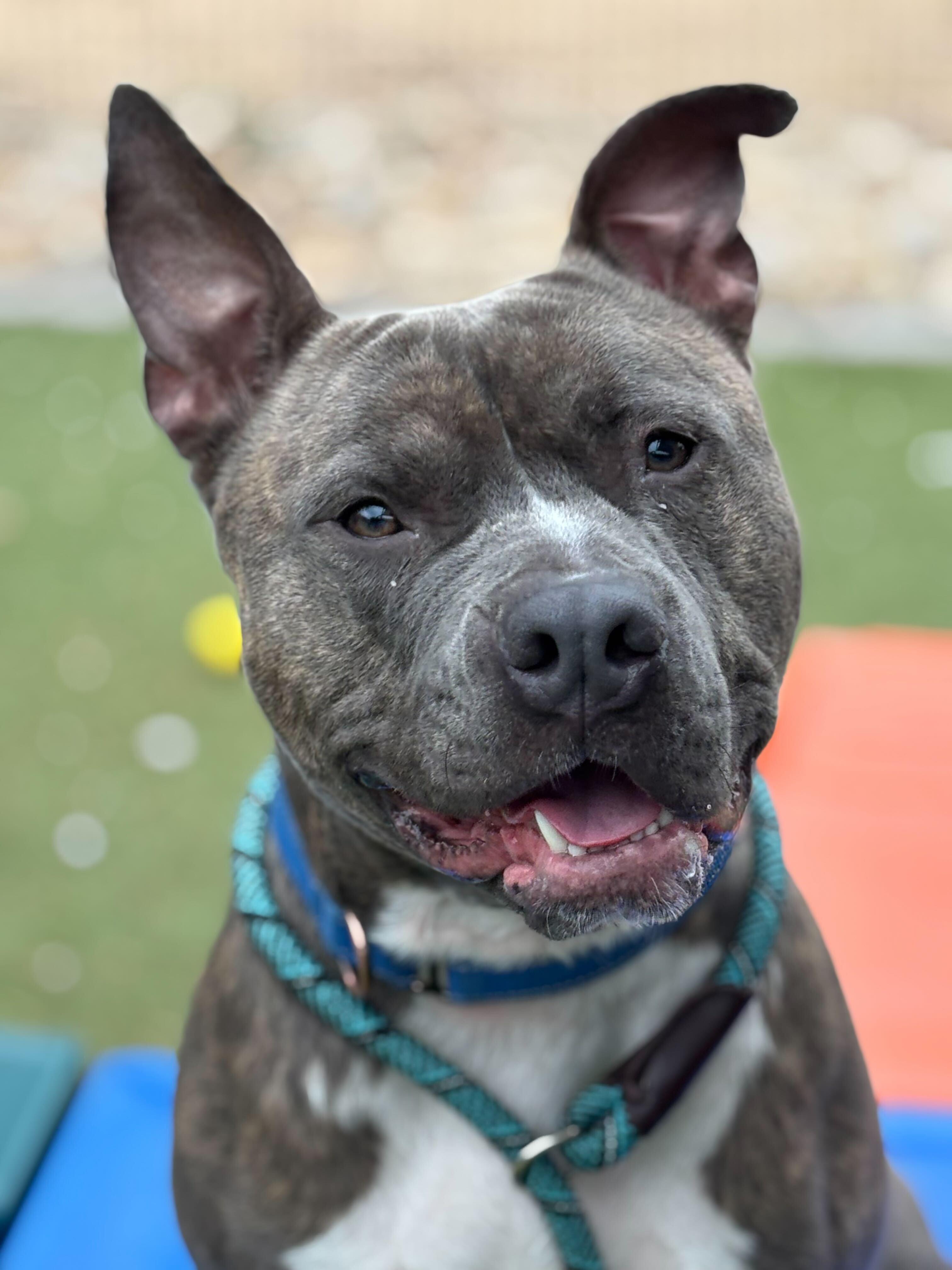 Roofus, a Adoptable mixed breed in Chandler, AZ image 5/5