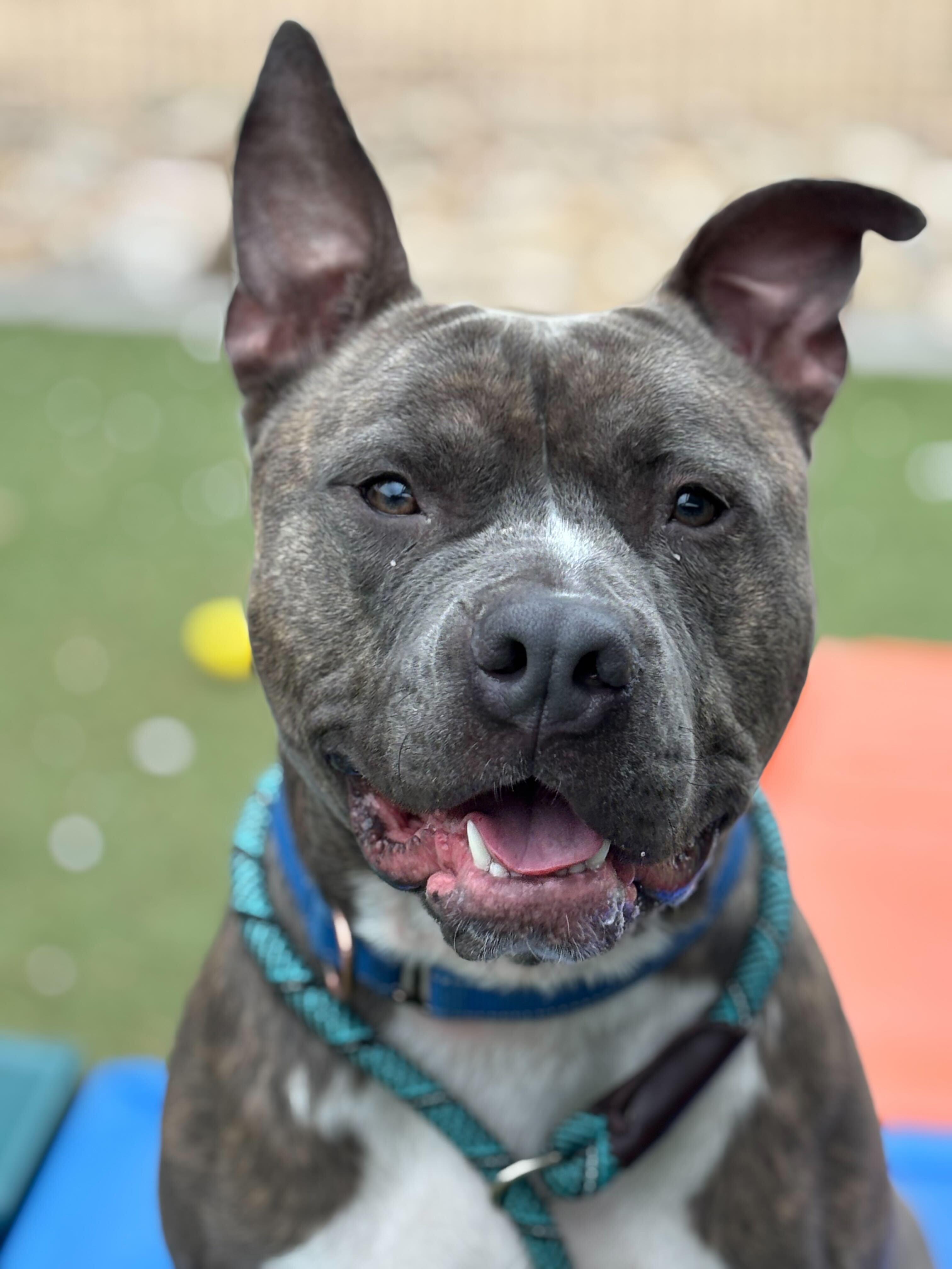 Roofus, Adoptable, Adult Male American Staffordshire Terrier & Pit Bull Terrier.