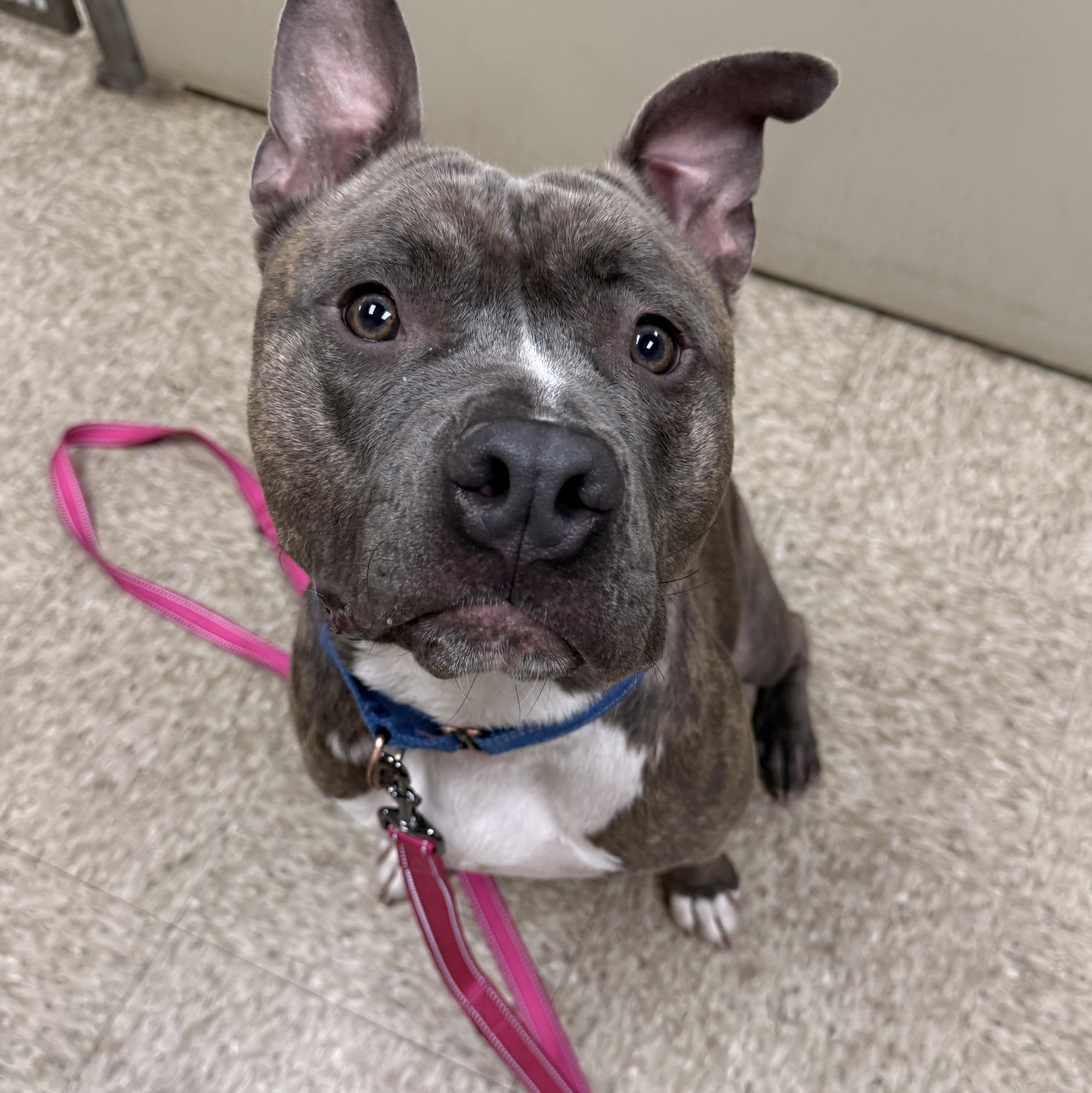 Roofus, a Adoptable mixed breed in Chandler, AZ image 3/5