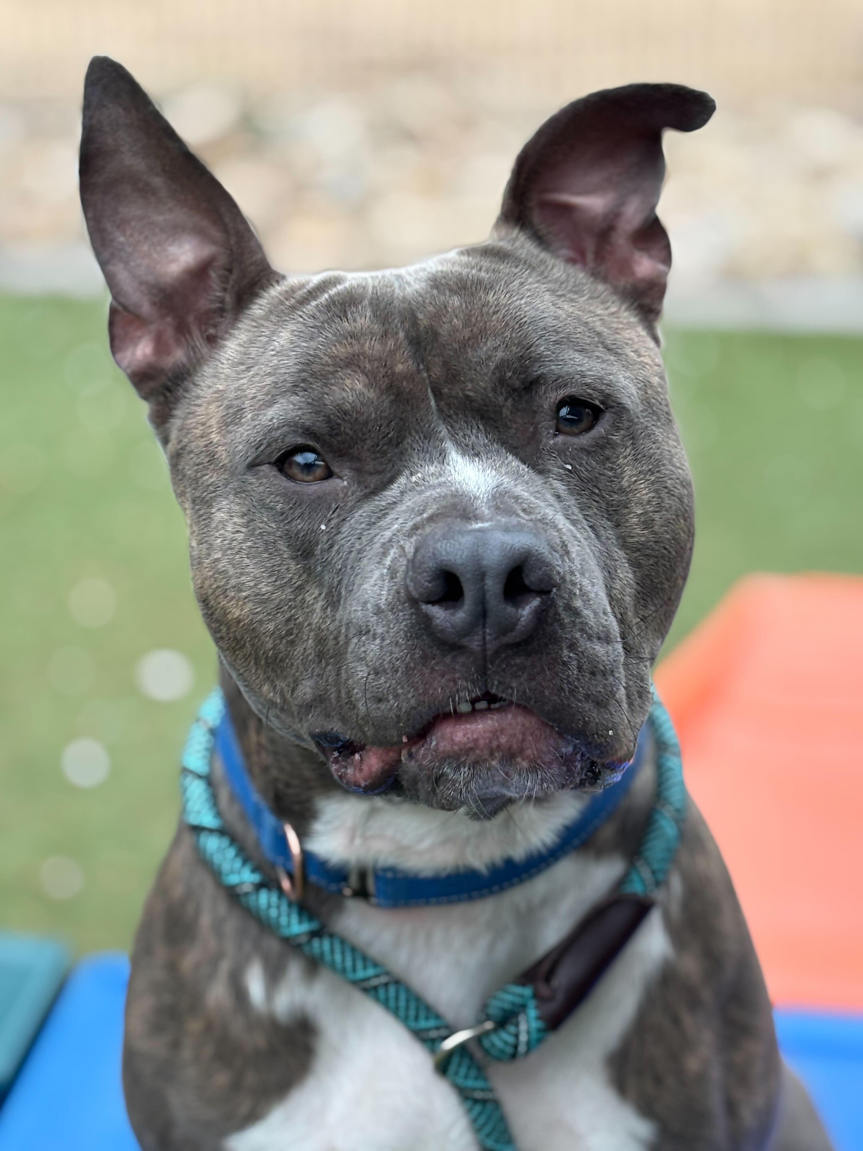 Roofus, a Adoptable mixed breed in Chandler, AZ image 4/5