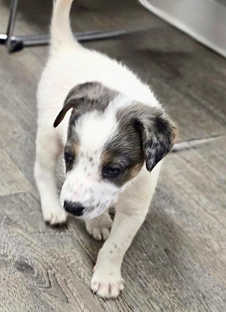 Chaos, Adoptable, Puppy Male Carolina Dog & Cattle Dog.