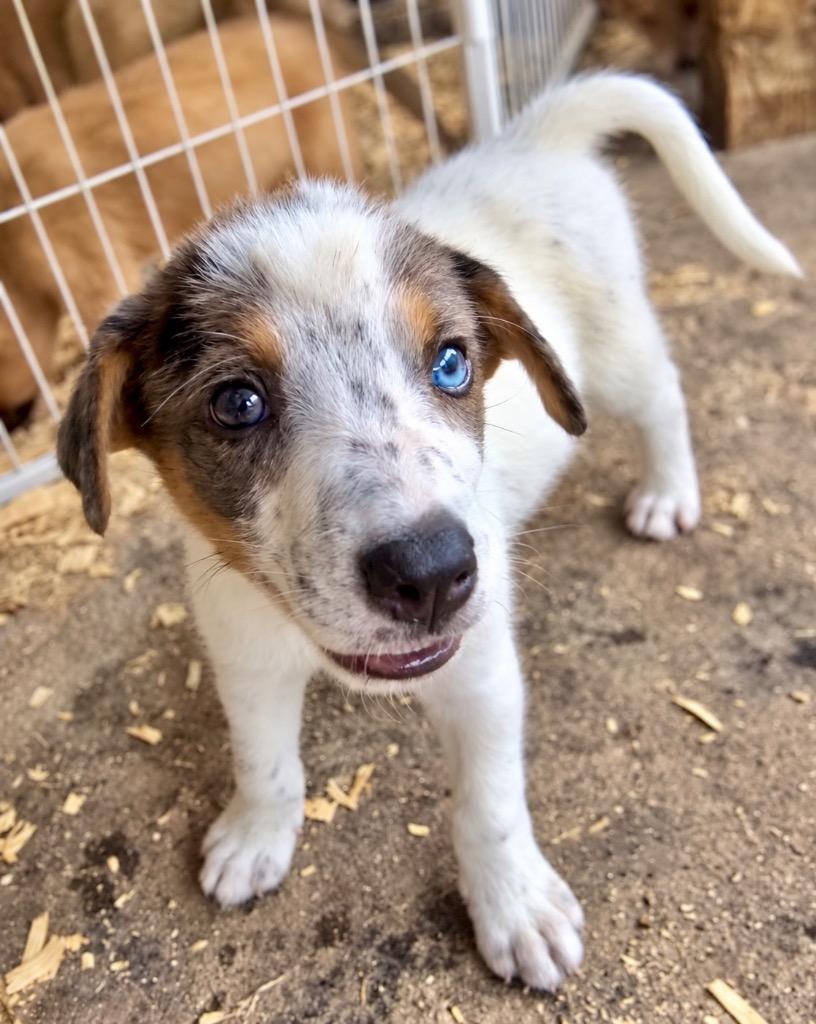 Enlarge Chaos, a Adoptable mixed breed in Princeton, MA image 2/4