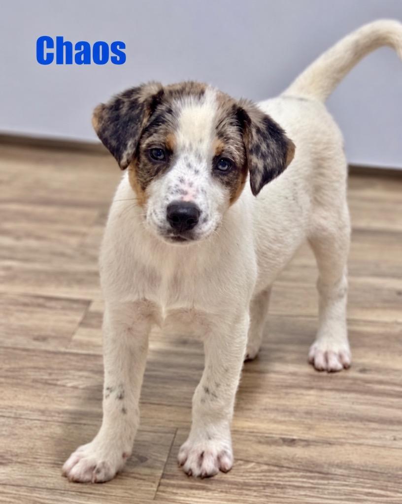 Enlarge Chaos, a Adoptable mixed breed in Princeton, MA image 3/4