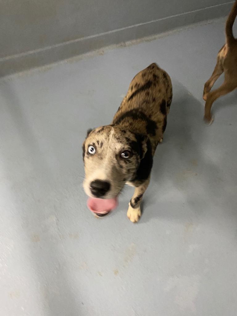 Enlarge Caesar, a Adoptable mixed breed in Cartersville , GA image 1/1