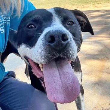 OTTO, adoptable, Young Male Mixed Breed.
