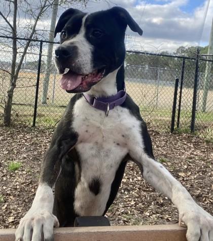 Enlarge OTTO, an adoptable Mixed Breed in Fernandina Beach, FL image 2/3