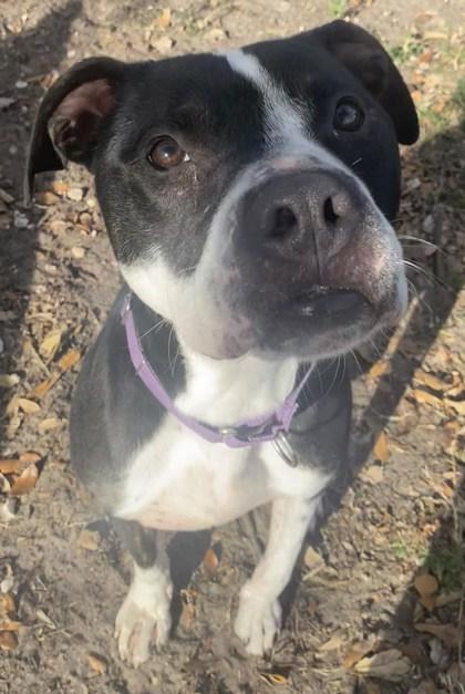 Enlarge OTTO, an adoptable Mixed Breed in Fernandina Beach, FL image 3/3