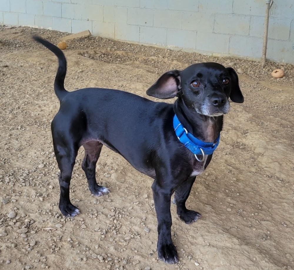 GIPSEY 244-25, Adult Female Dachshund