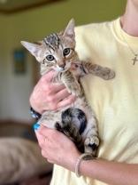 Lenore, an adoptable Domestic Short Hair in El Reno, OK, 73036 | Photo Image 1