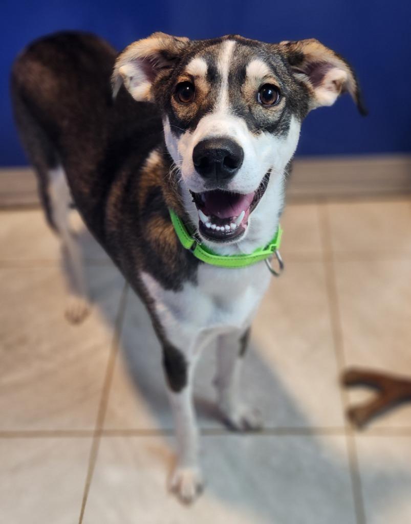 Daisy, a Adoptable Hound in Walnutport, PA image 1/2