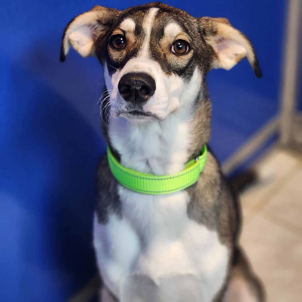 Daisy, a Adoptable Hound in Walnutport, PA image 2/2