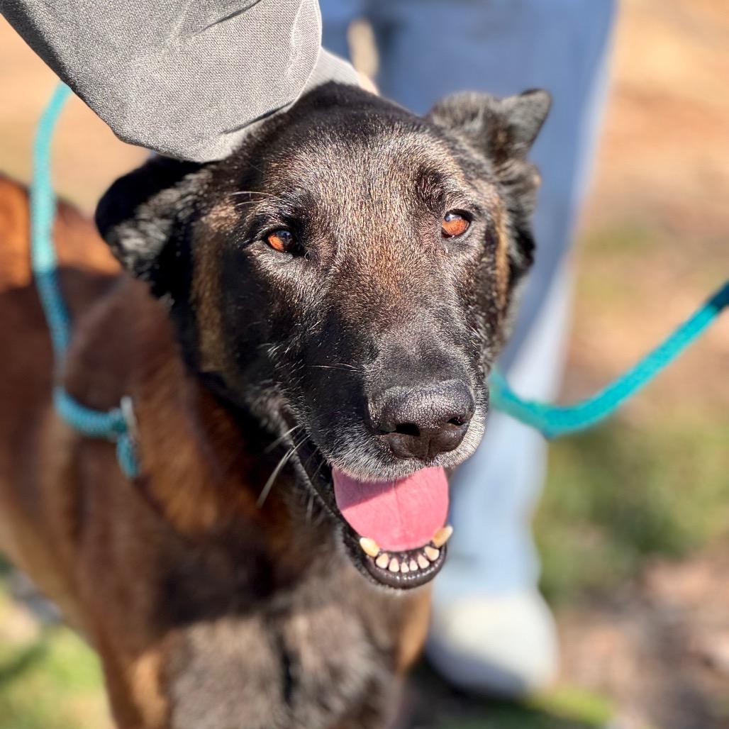 Marco (C000-762) - Chino Hills Location, Adoptable, Adult Male Belgian Shepherd / Malinois.