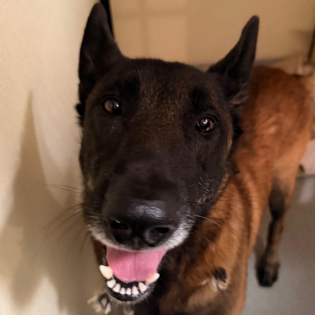 Enlarge Marco (C000-762) - Chino Hills Location, a Adoptable Belgian Shepherd / Malinois in Chino Hills, CA image 2/6