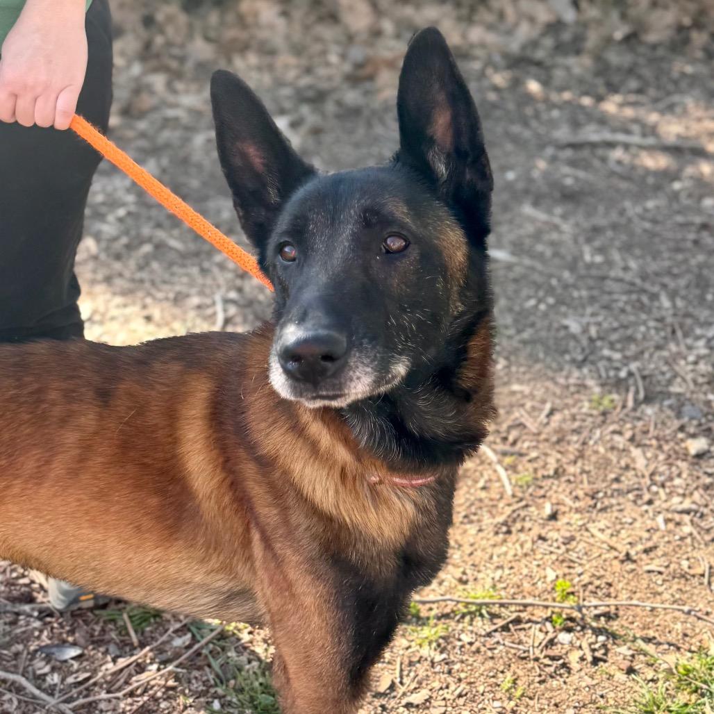 Enlarge Marco (C000-762) - Chino Hills Location, a Adoptable Belgian Shepherd / Malinois in Chino Hills, CA image 2/6