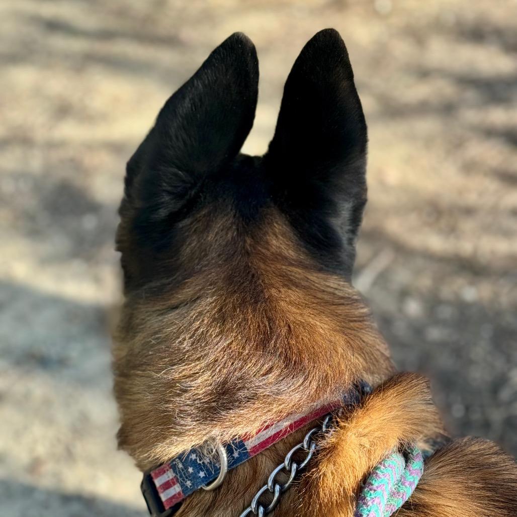 Enlarge Marco (C000-762) - Chino Hills Location, a Adoptable Belgian Shepherd / Malinois in Chino Hills, CA image 3/6