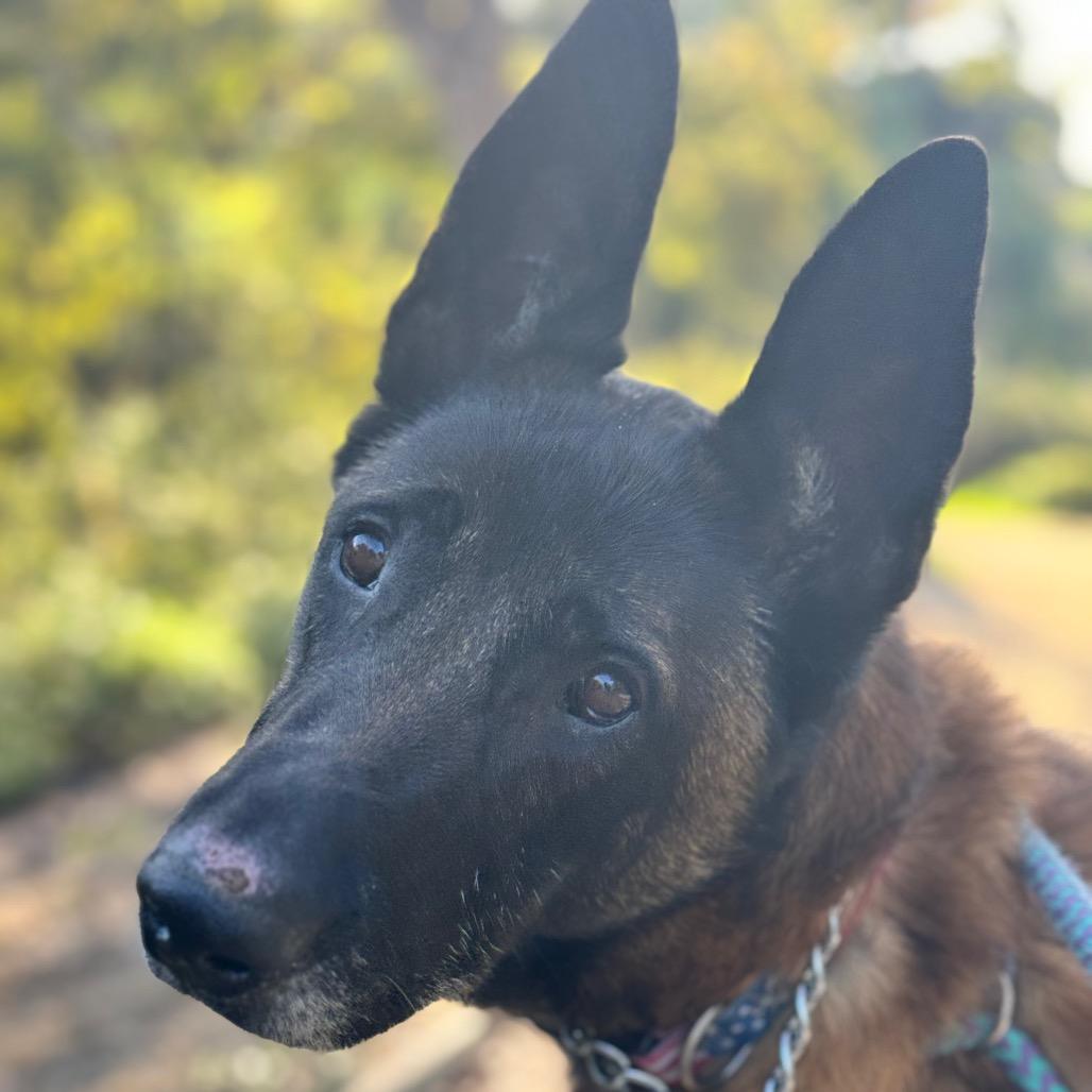 Enlarge Marco (C000-762) - Chino Hills Location, a Adoptable Belgian Shepherd / Malinois in Chino Hills, CA image 5/6