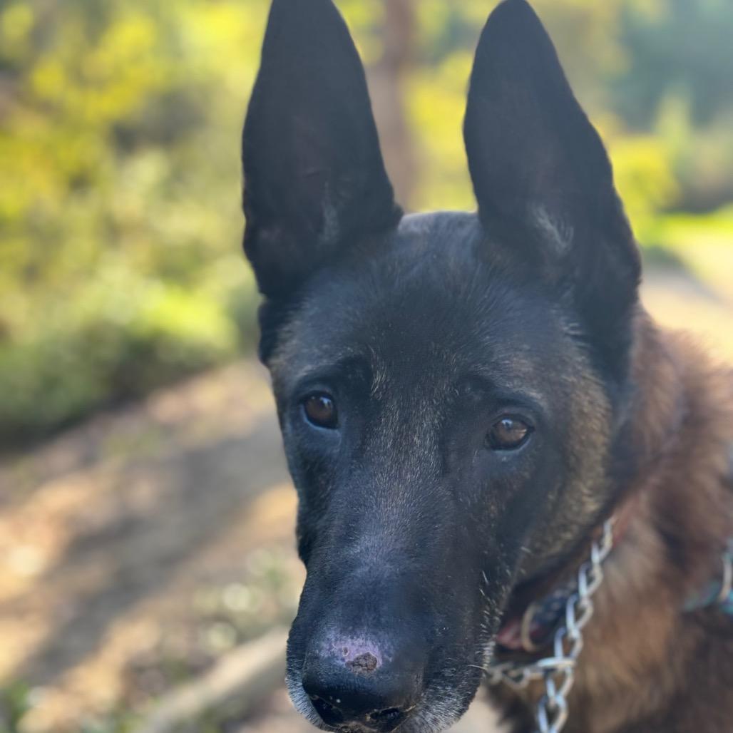 Enlarge Marco (C000-762) - Chino Hills Location, a Adoptable Belgian Shepherd / Malinois in Chino Hills, CA image 6/6